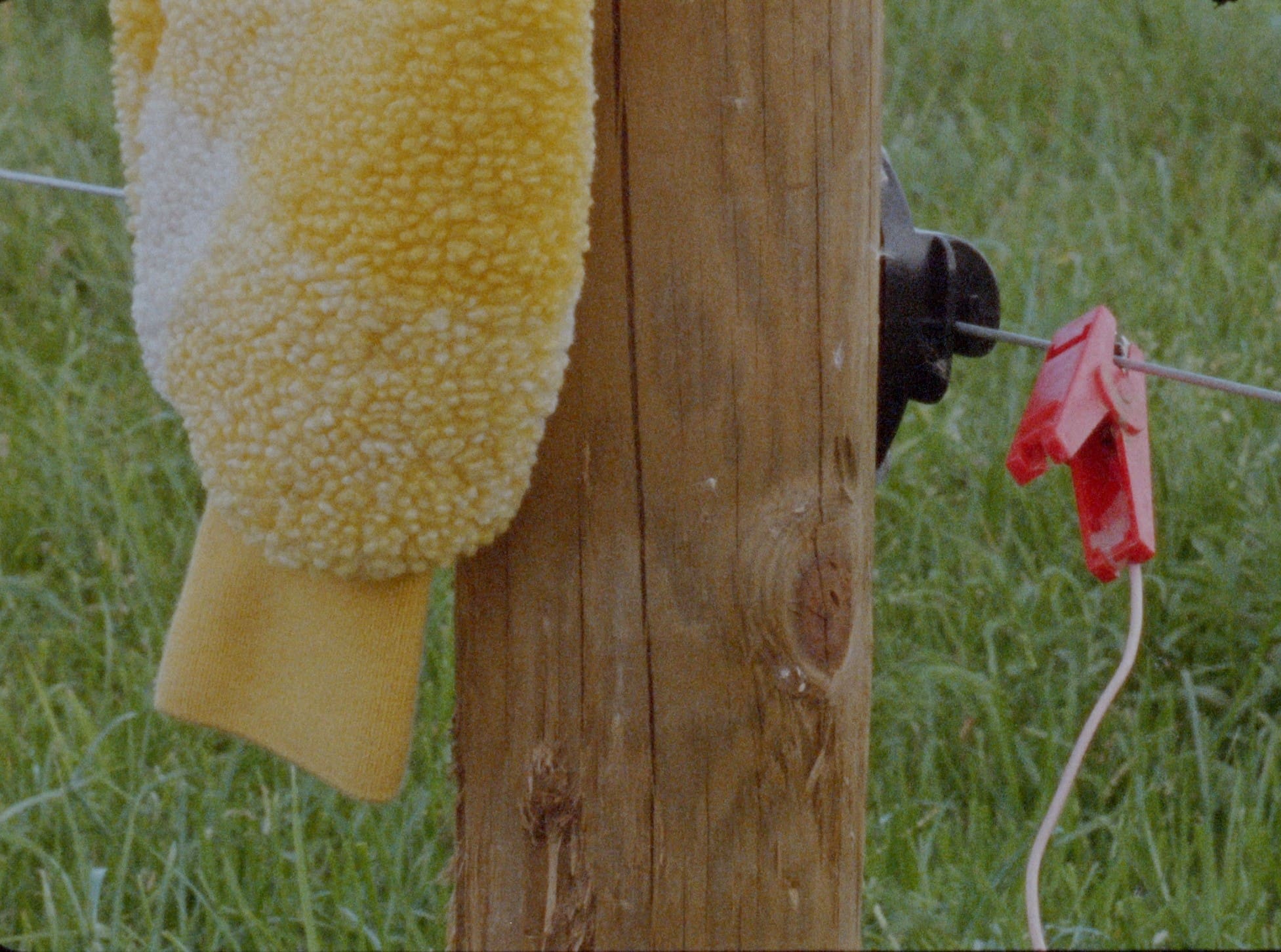 Still from Buttercup by Sarah Browne